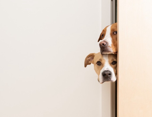ドアの隙間から覗いている二頭の犬