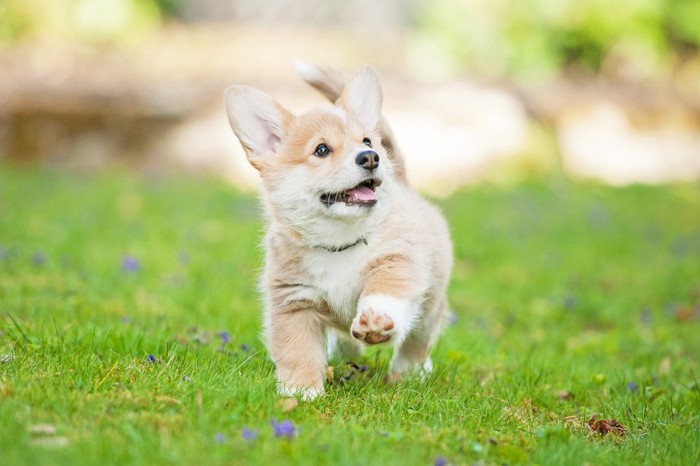 芝生を駆けるコーギーの子犬