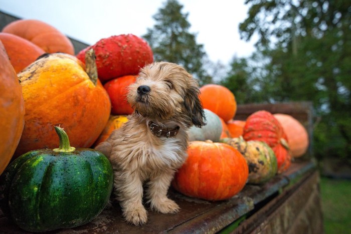 たくさんのかぼちゃに囲まれた犬