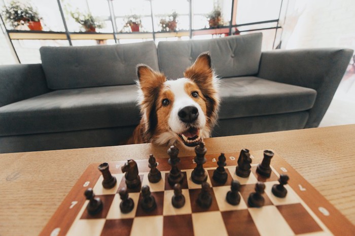 部屋でチェスをする犬
