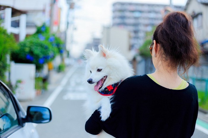 白い犬を抱っこする女性
