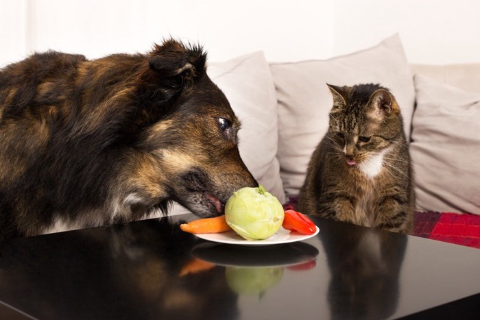 野菜を見ている犬と猫