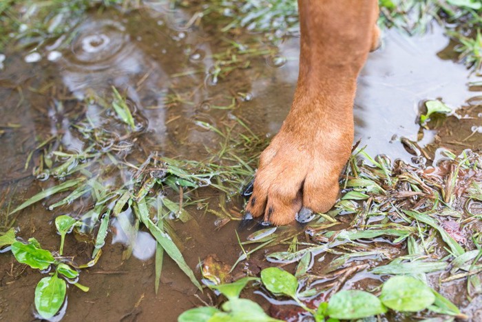 水たまり、茶色い犬の足