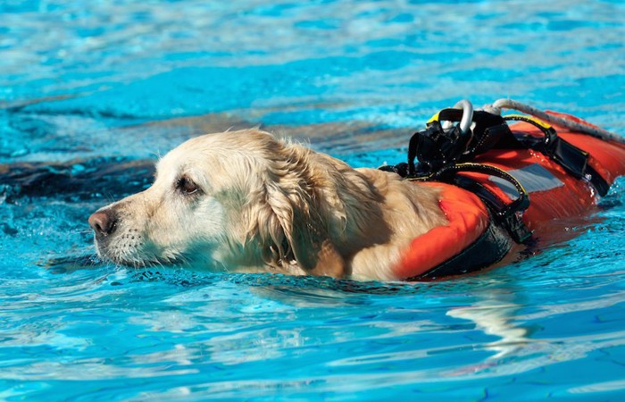 訓練中の水難救助犬