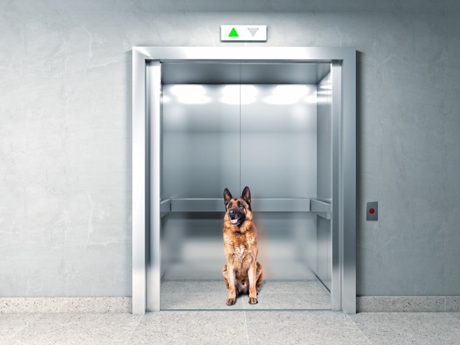 エレベーターの中の犬