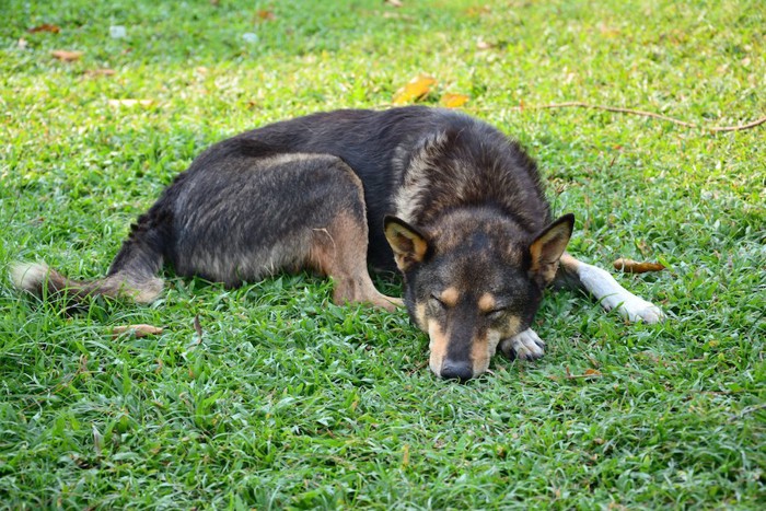 芝生の上で丸くなって眠る黒い犬