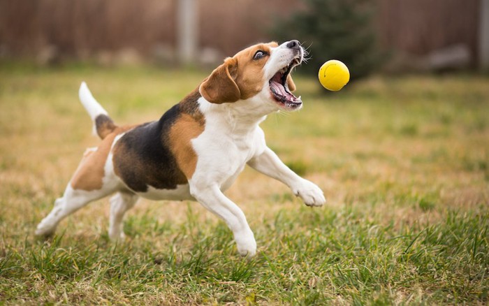 大きく口を開けてボールを追いかける犬