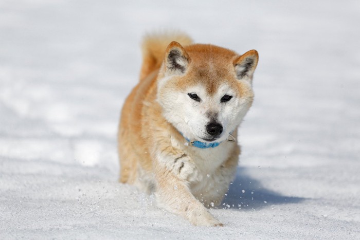 雪道を駆ける柴犬