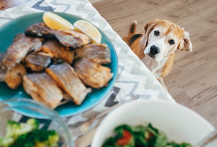 テーブルの魚料理を見上げる犬