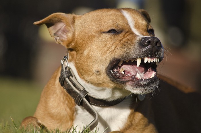 犬歯を見せる犬