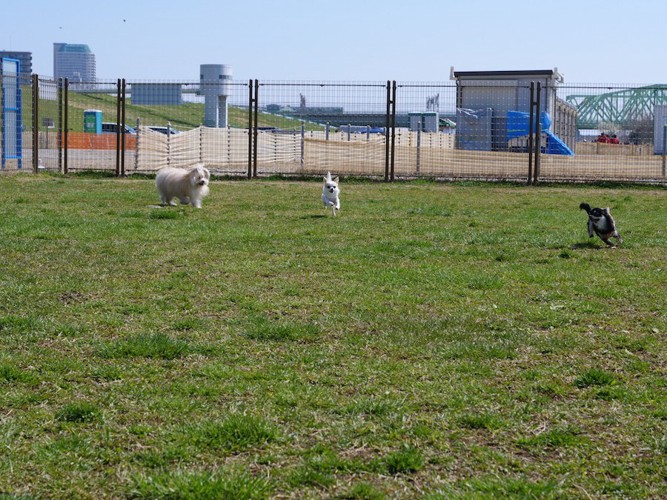 広い芝生のドッグランを走る三頭の小型犬