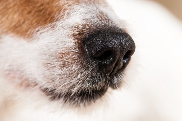 犬の鼻と口