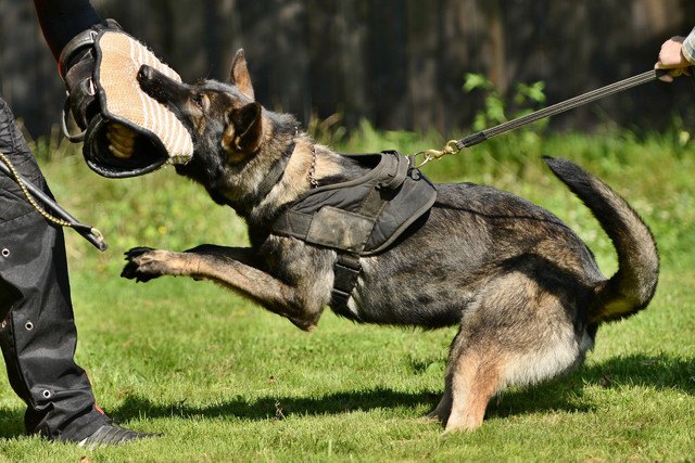 警察犬の訓練の様子