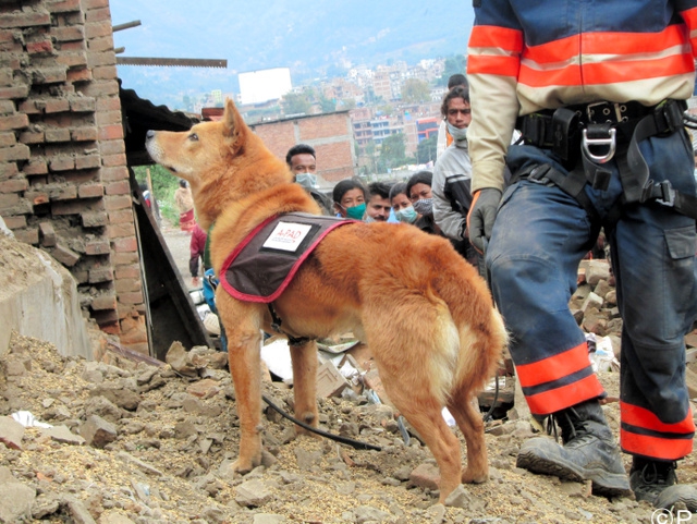 救助犬と救護隊 被災地