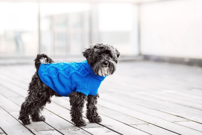 青いセーターを着ている犬