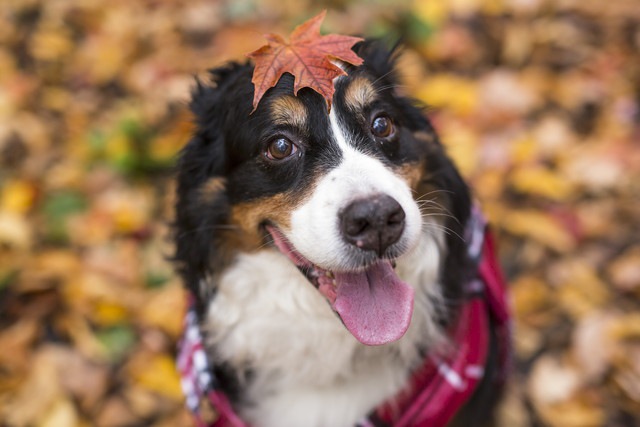 紅葉を頭に乗せて笑顔を見せる犬