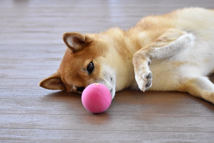 寝転がったままボールで遊ぶ犬