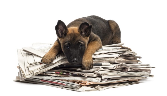 新聞紙の上に乗る犬