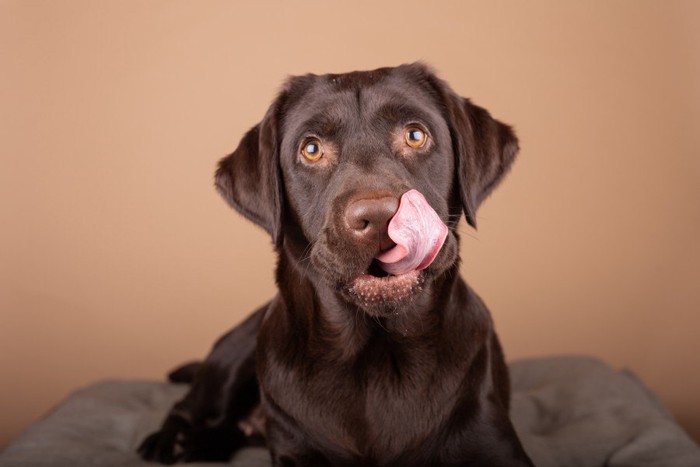 舌を出す犬