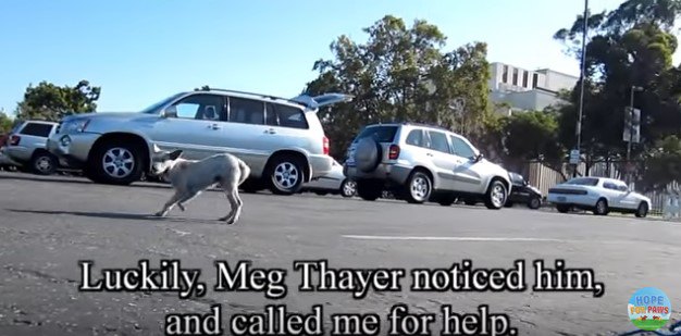 駐車場を走る犬