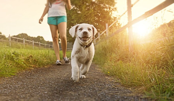 笑顔で散歩する犬