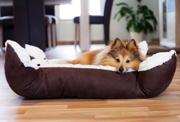 犬用ベッドでくつろぐ犬