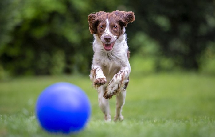青いボールを追いかける犬