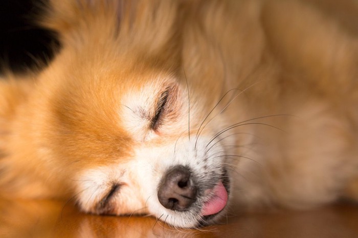 舌を出して寝ている犬