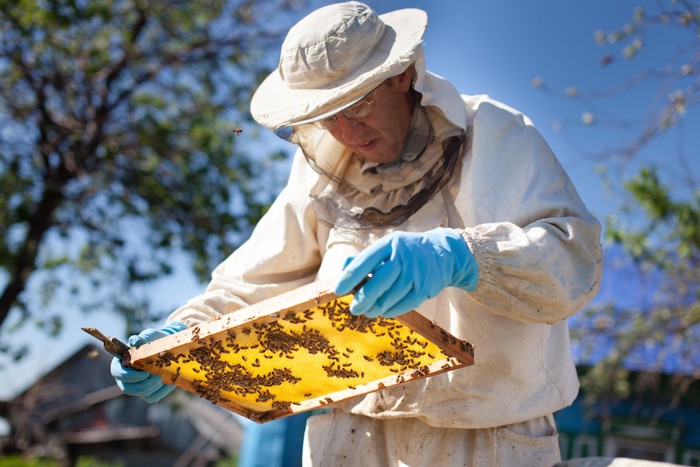 ミツバチの巣箱を検査する人
