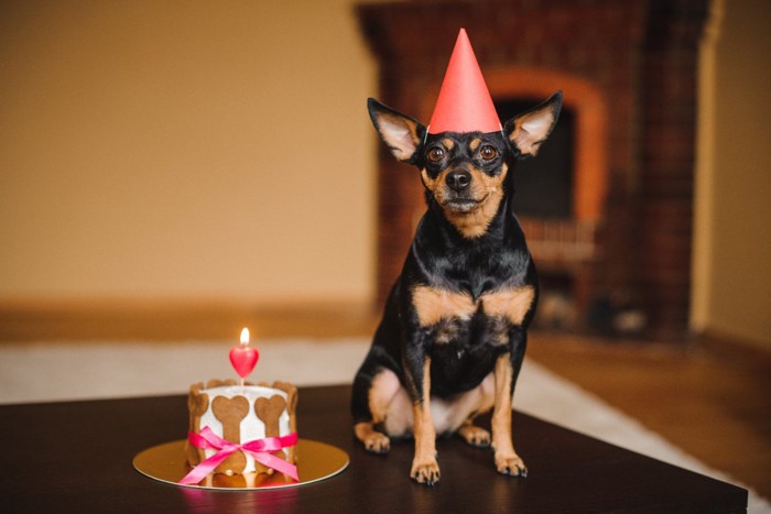 三角帽を被った犬とケーキ