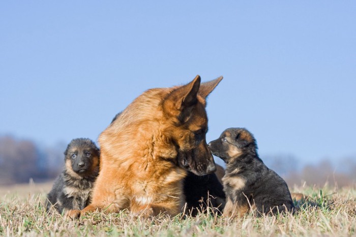 ジャーマンシェパードの母犬と子犬