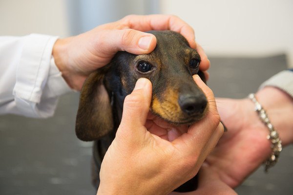 動物病院で犬の目を診察