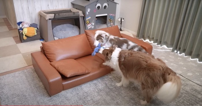 ソファーの前で遊ぶ2頭の犬