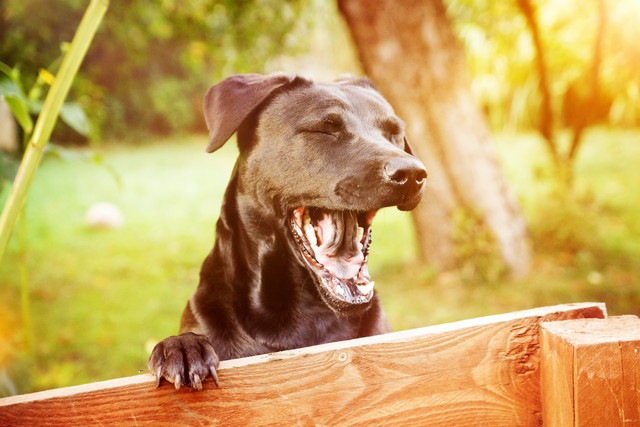 あくびをする犬