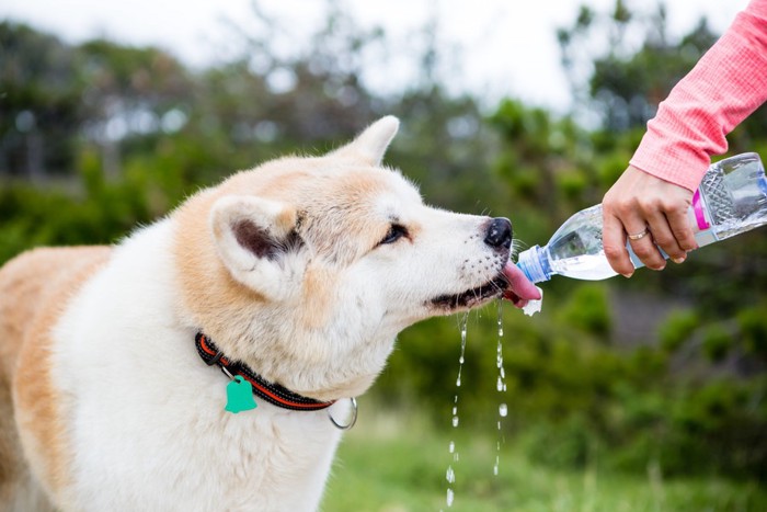 ペットボトルから水を飲む白い犬