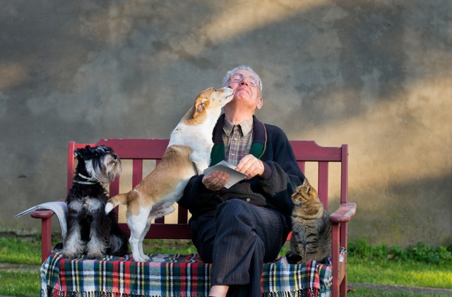 老人と2匹の犬と猫