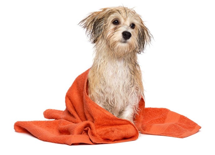 犬とオレンジのタオル