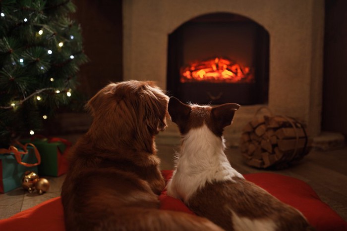 暖炉であたたまる二頭の犬の後ろ姿