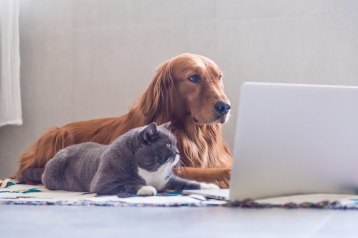パソコンを見つめるゴールデン・レトリーバーと猫