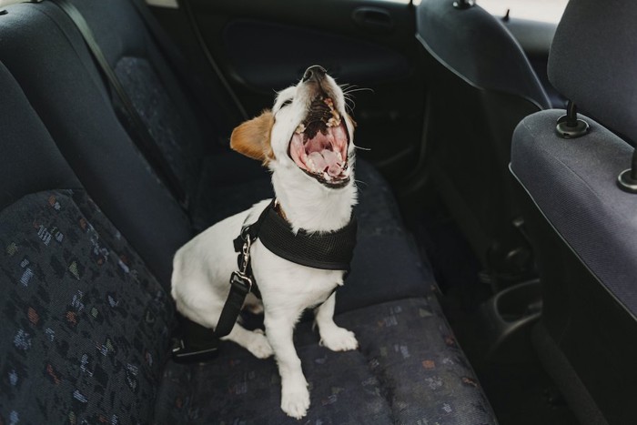 車内で大きく口を開けてあくびをする犬