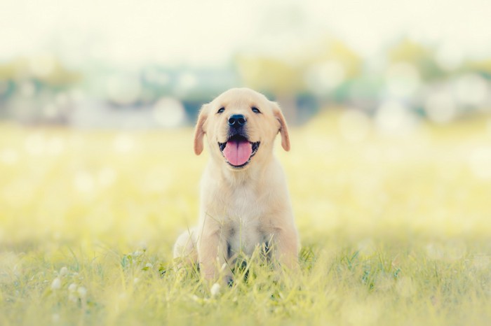 芝生の上に座る笑顔のラブラドールの子犬