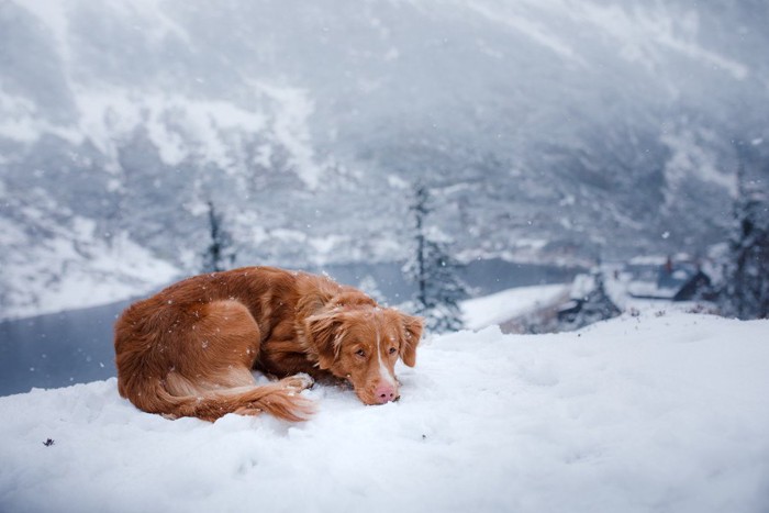 雪の上で寒そうに体を丸めている犬
