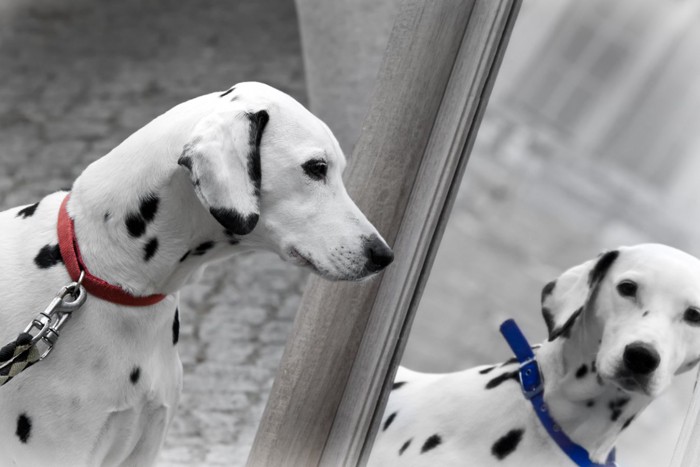 首輪の色が違う鏡の中の犬
