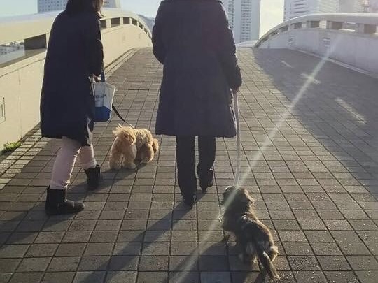 散歩中の2匹の犬
