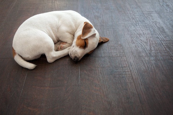 床で丸くなって寝ている犬