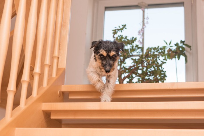 階段をおりる犬