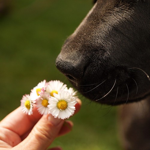 犬の鼻とお花