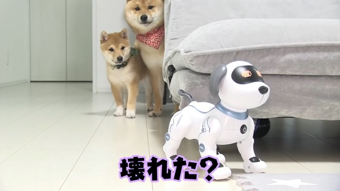 荒ぶるロボット犬を見守る2匹