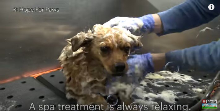 犬の体を洗う