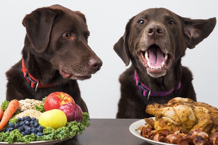 ご飯の前に座っている2匹の犬